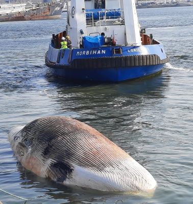 Unusual news at the port of Lorient
